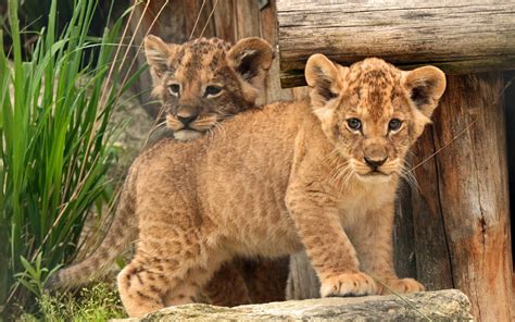 cecila lion|Lion with cub .